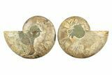 Cut & Polished, Agatized Ammonite Fossil - Madagascar #241878-1